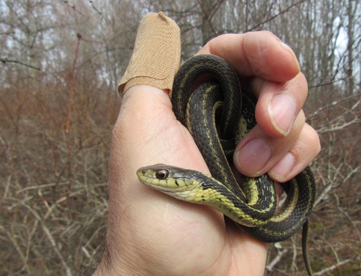 Eastern Garter Snake
